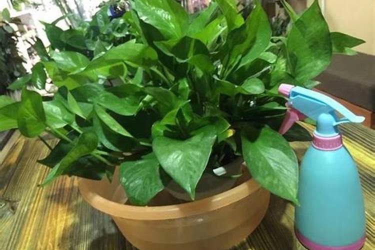 营养液给绿萝怎么使用(土培和水培使用方法)