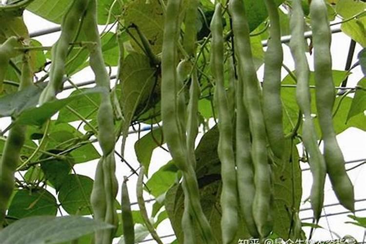 芸苔素内酯用在生姜上冲几次可以吗