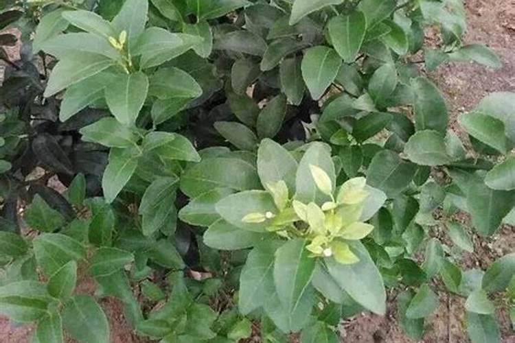 贡桔开花期怎么去保花保果？