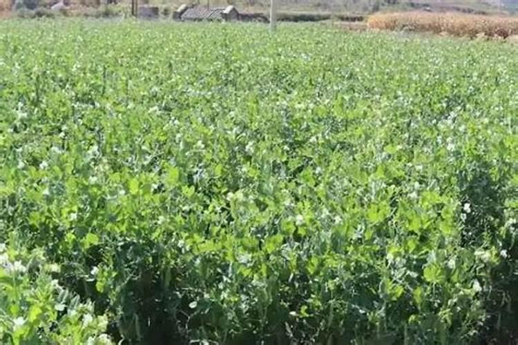 蔬菜施用锌肥一亩用多少,需要注意什么