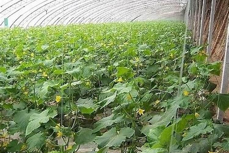 在花生上喷施两种不同的叶面肥间隔两天行吗？