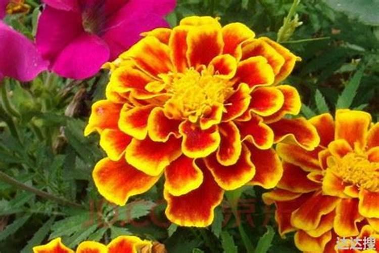 磷肥可以施在什么植物上