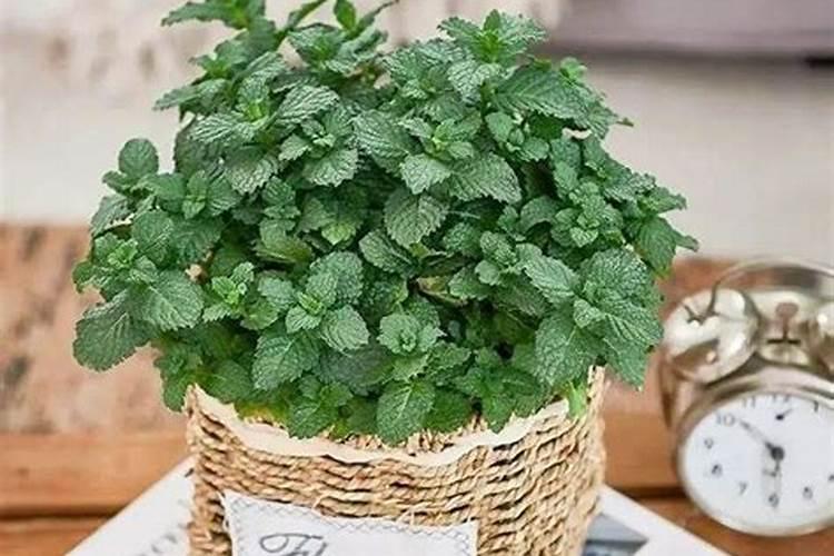 磷肥里包括哪些植物