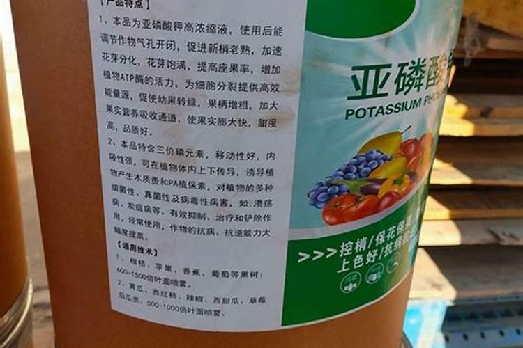 什么时候是吃火龙果的最佳季节？