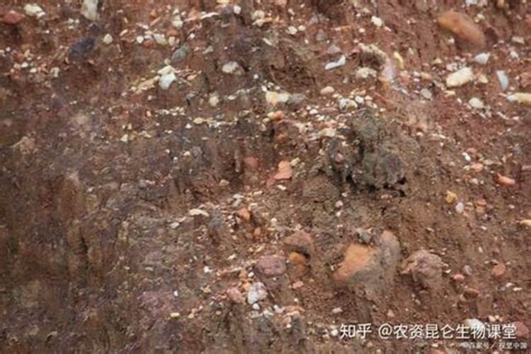 花生荚果期干旱怎么办