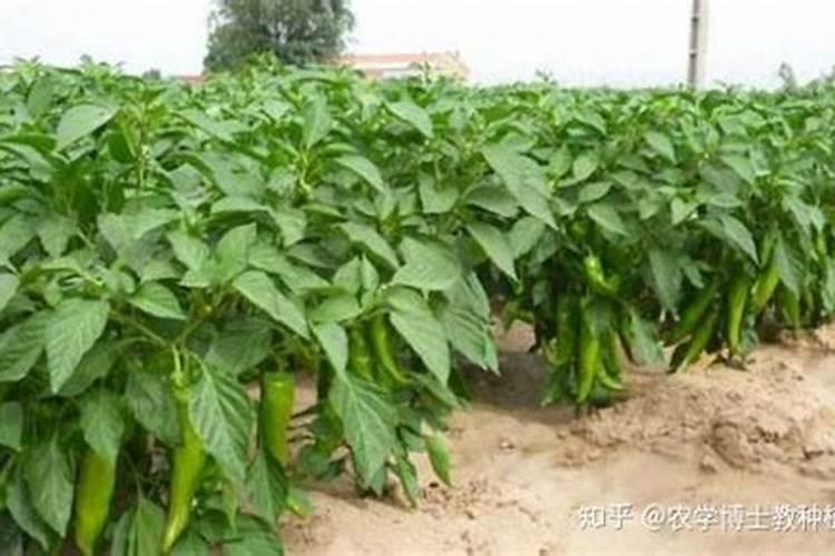 碗莲开花施什么肥