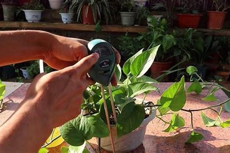 桔子树花期可以施肥料吗