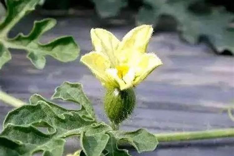 养君子兰浇什么水,才能苗壮开花鲜艳？