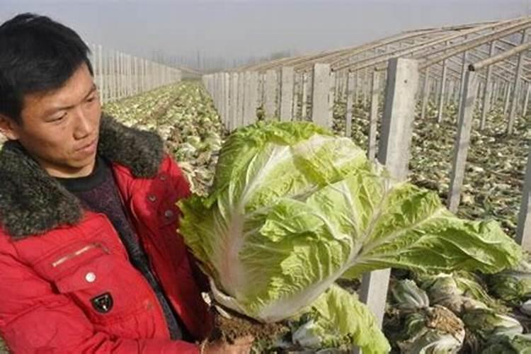 茭白是什么蔬菜？最好有图片