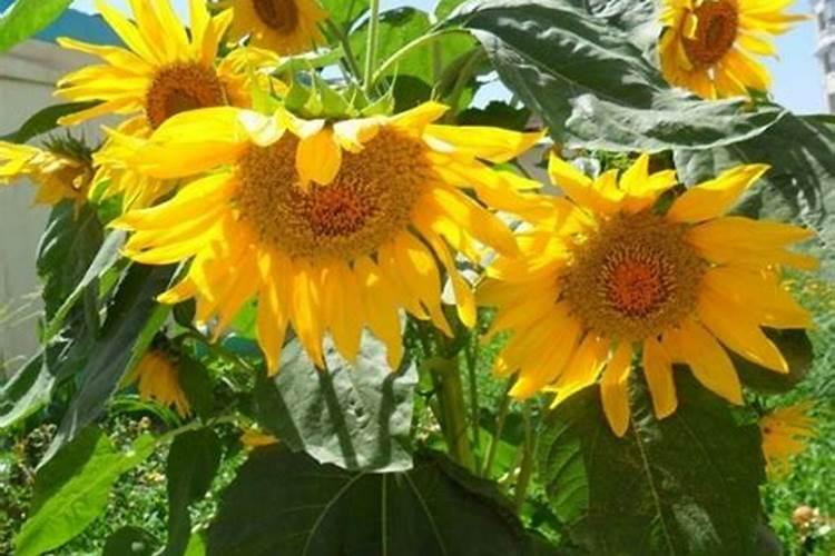 丝瓜高产栽培的技巧有哪些？