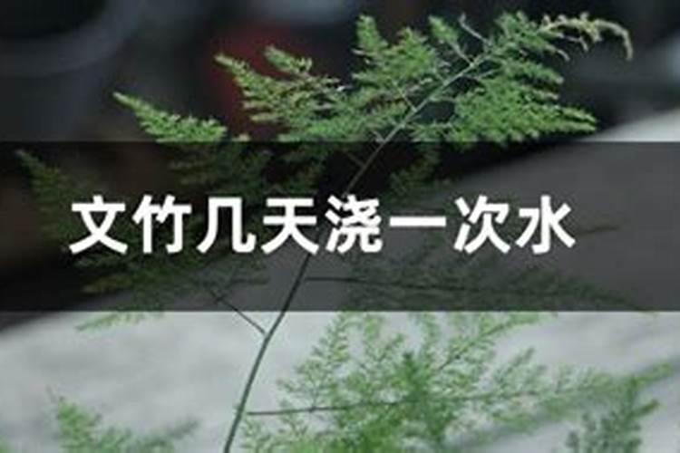 养好石竹花的7个小技巧,适当施肥花后修剪让它年年爆盆
