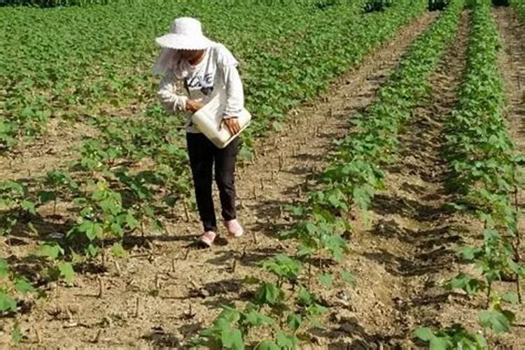 农用的复合肥可以种花树吗 种地的复合肥能给花用吗