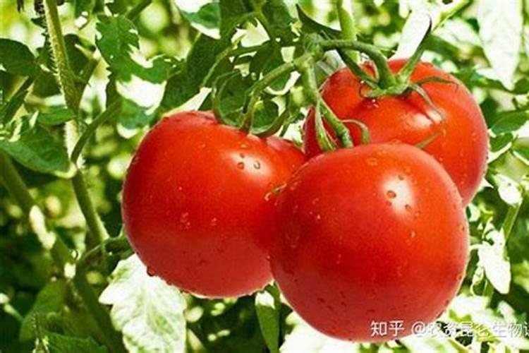 豆角叶子发黄,什么问题？