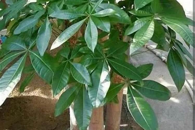 花店夏天都是怎么保存鲜花的