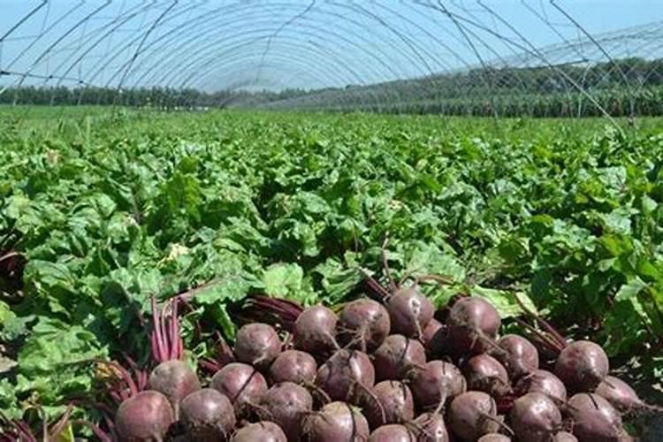 果树安全施用硼肥有什么技术？