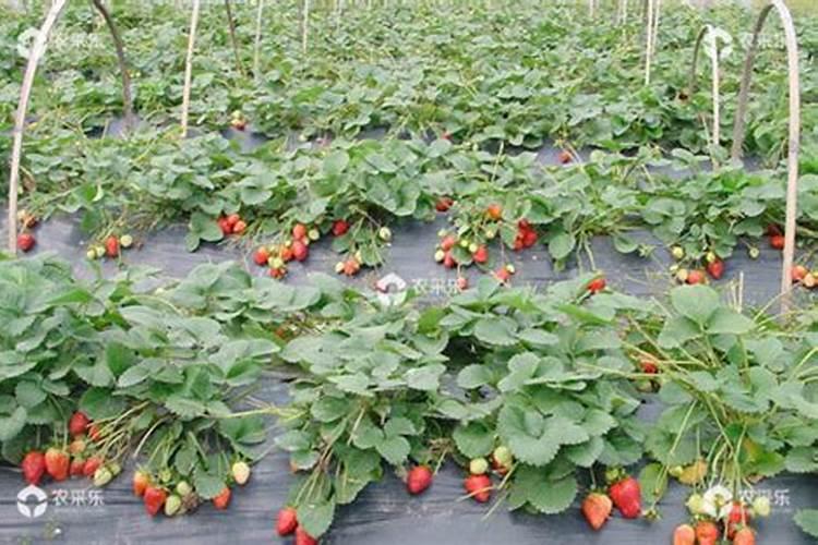 厚武小苹果水溶肥是杂牌子吗知乎