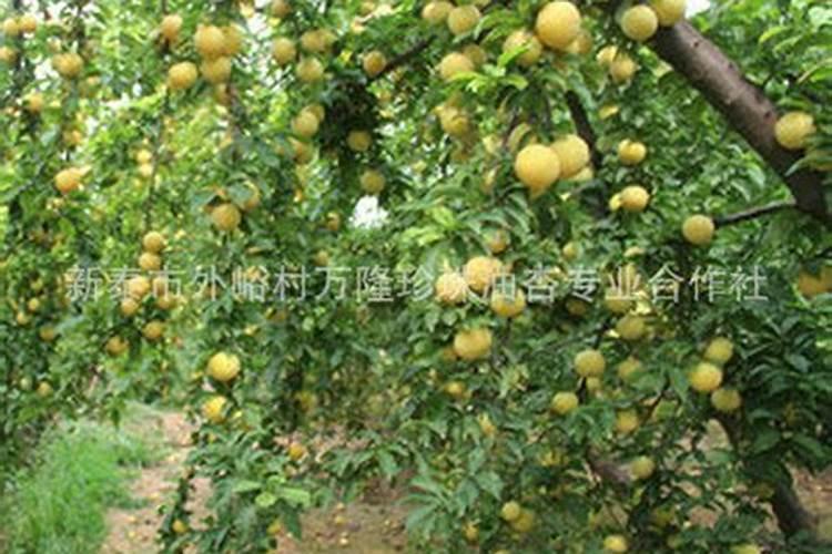 果树专用肥有哪几种