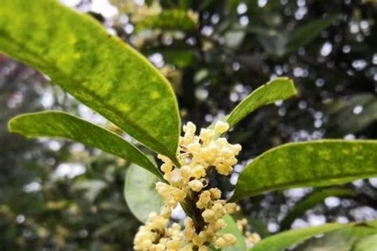 桂花树一般都使用什么叶面肥