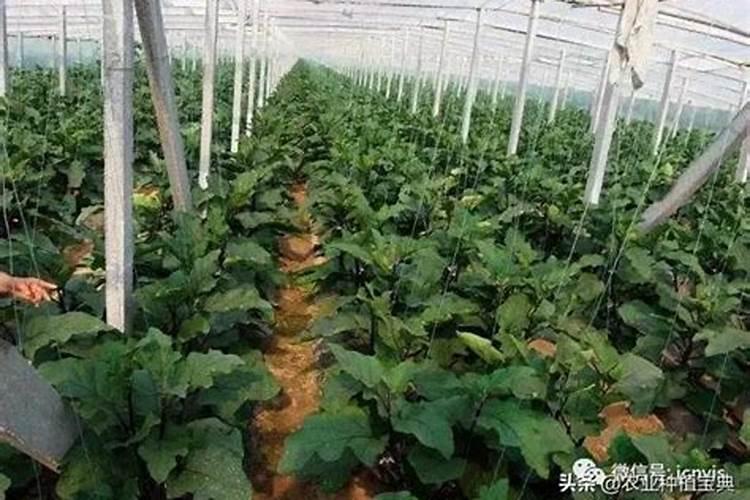 茄子施肥时间及方法 茄子如何施肥