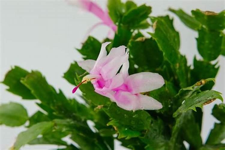 蟹爪兰用叶面肥喷施能行吗 裸根蟹爪兰怎么栽种