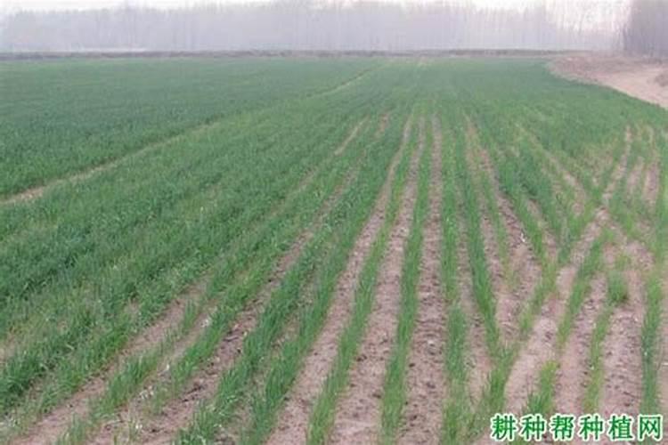 请问种小麦每亩地应该下多少斤肥料和多少斤麦种？