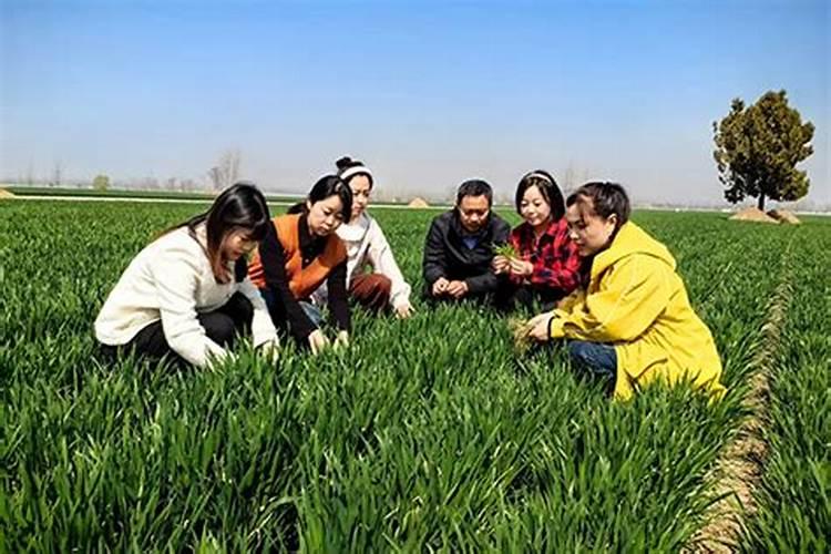 紫薇的价格多少钱一棵？2019紫薇最新报价行情