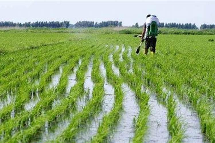 水稻施复合肥几天可以排水