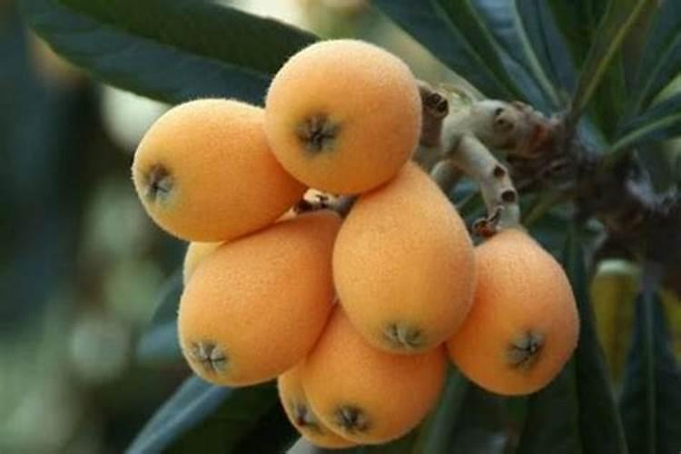 枇杷用什么肥料最好