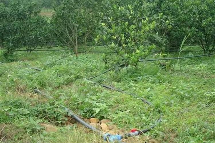 中国水溶肥十大品牌