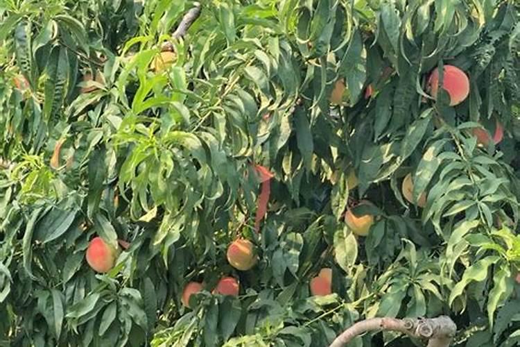 马铃薯澎大期用什么化肥滴灌