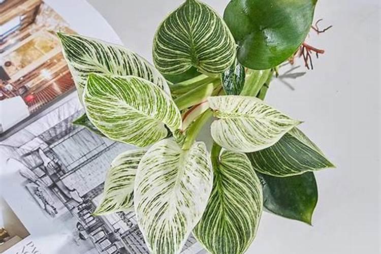 香皂在车里晒会有毒吗