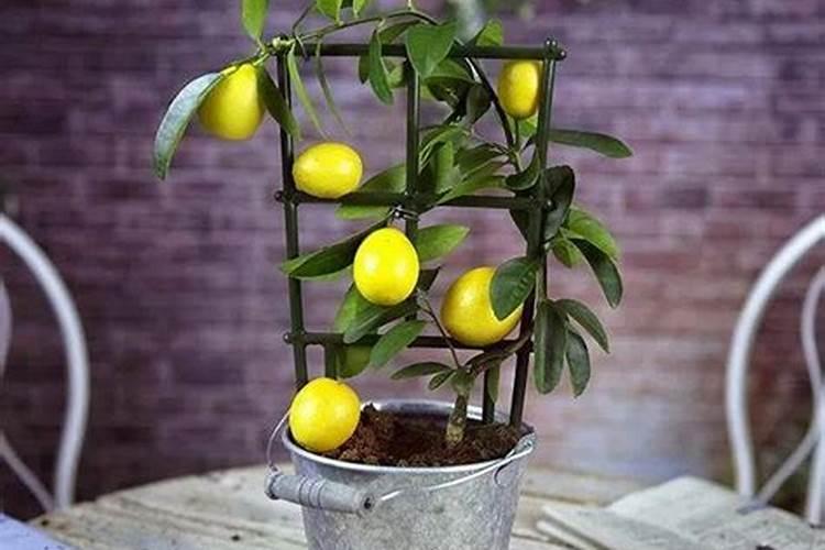 广西乐土生产的桉树肥能达到行业标准吗