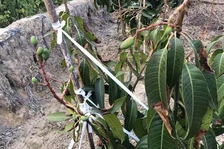 芒果树叶子发黄的原因是什么？