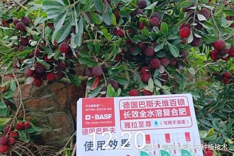 杨梅树施什么肥好,怎么施？