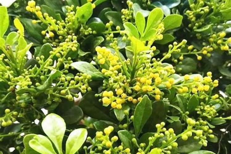 西红柿的种植用什么肥料好