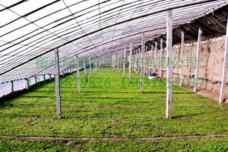 大棚蔬菜专用的种植em菌液有哪些好处怎样使用呢