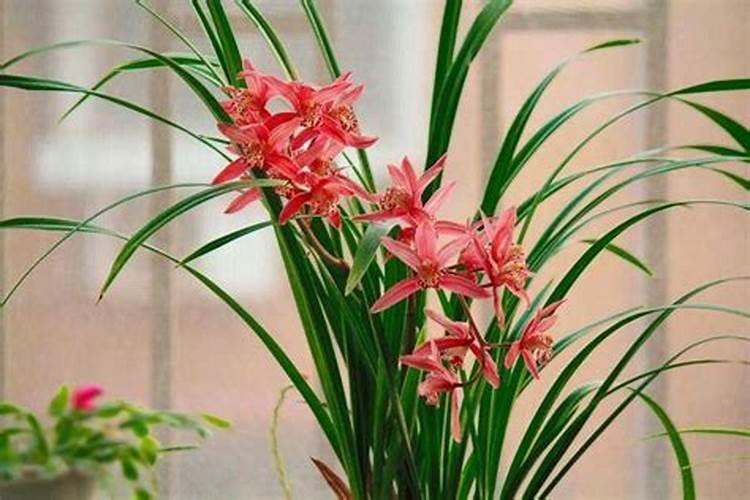 复合肥可以浇兰花吗