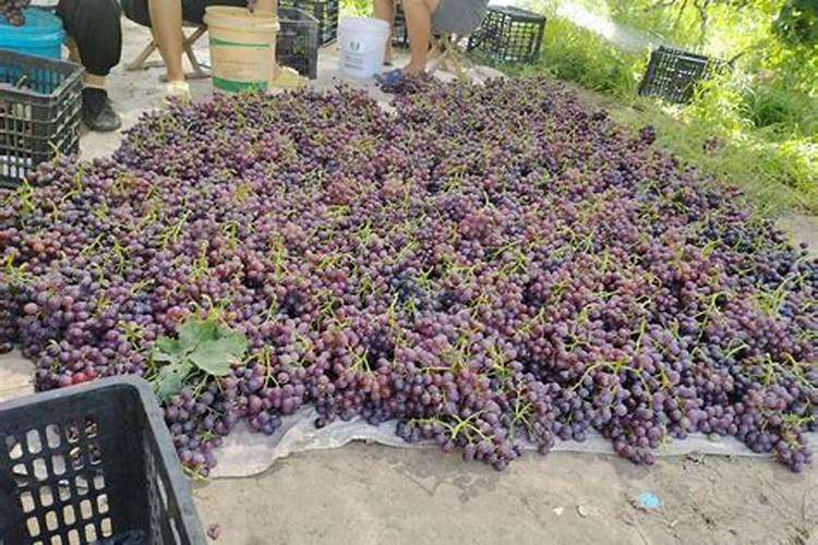 皇冠梨膨果期10天施一次肥可以吗？