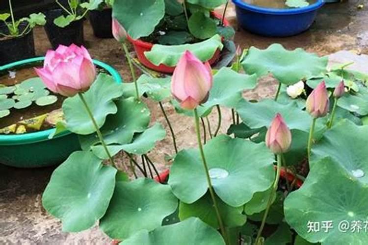 碗莲是否需要施钾肥？