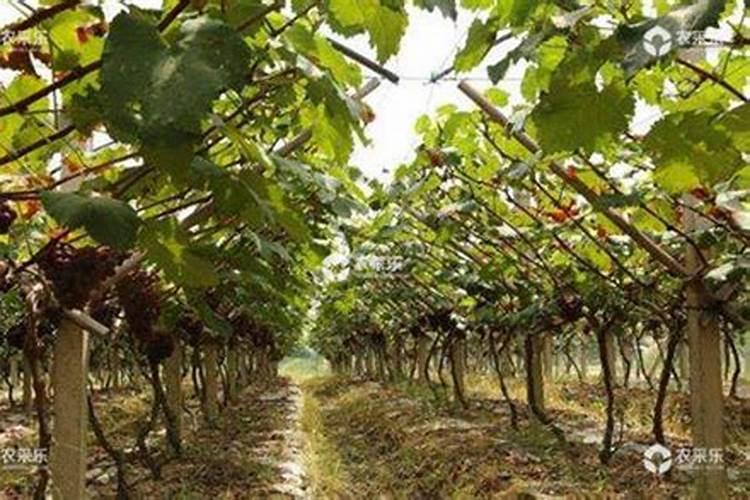 葡萄补钙,掌握这三个黄金时间点!