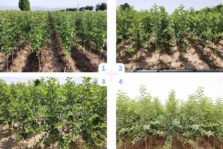 尿素喷施叶面肥按多少的比例兑水