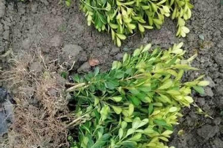 腐植酸铵的制造工艺