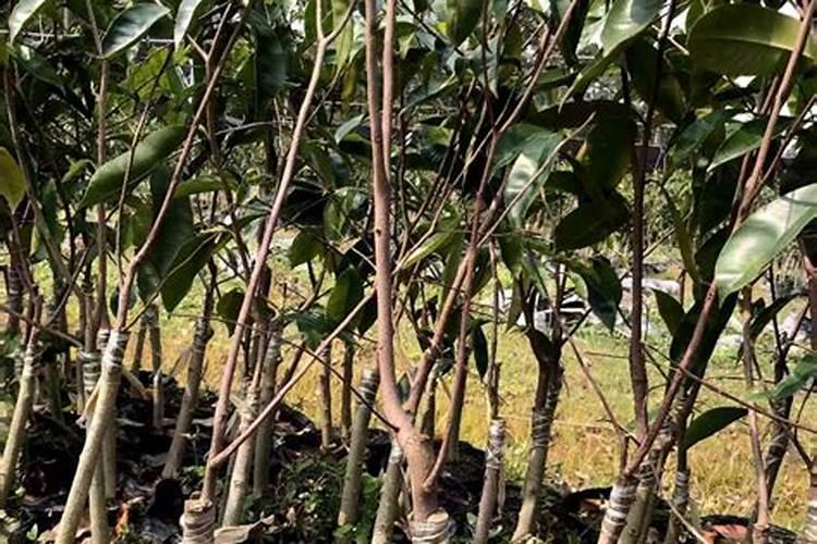 矿源黄腐酸钾和生化黄腐酸钾,区别是什么？