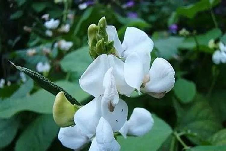 扁豆的养殖方法和注意事项(扁豆最好的肥料是什么？)