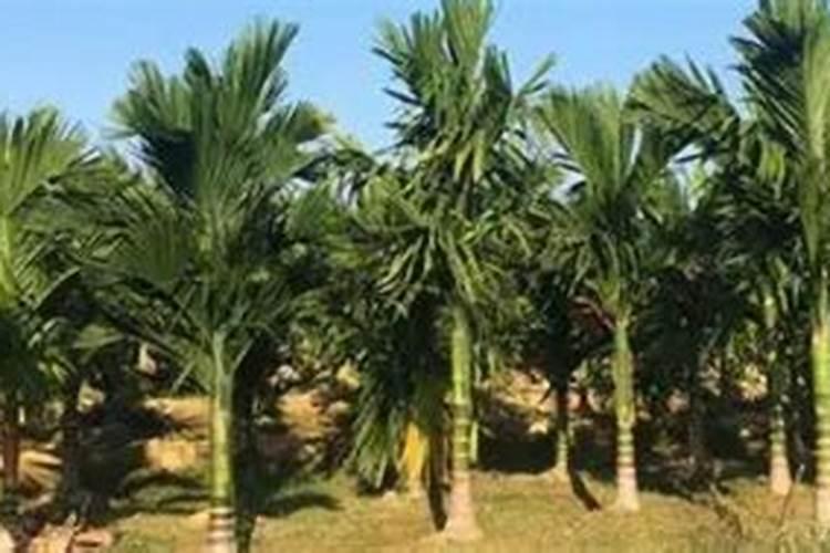 槟榔用什么水肥比较好