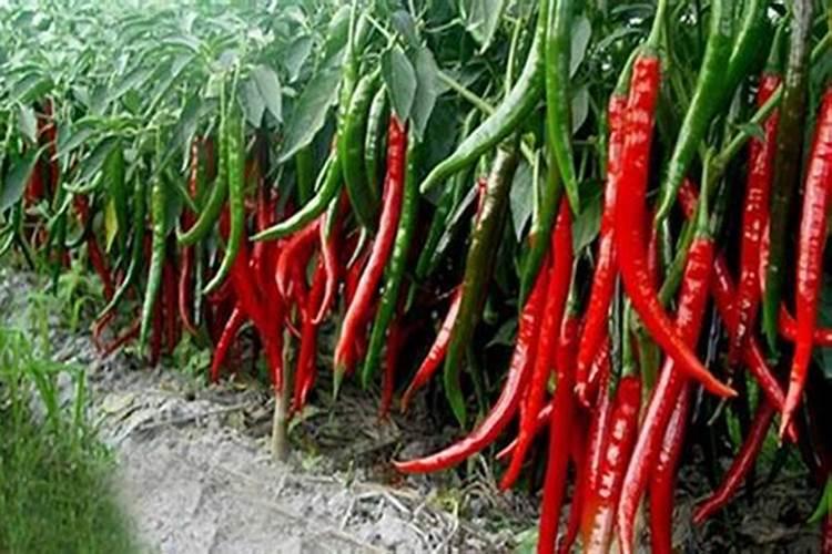 辣椒用什么肥料好