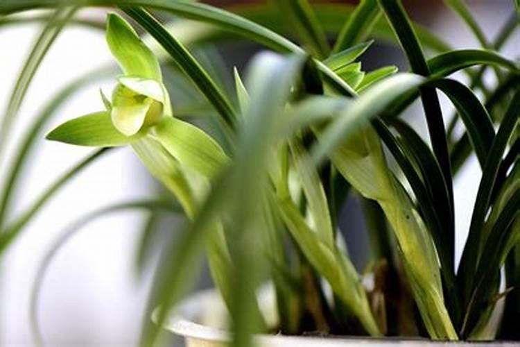 贝可施肥料适合杜鹃花的哪个生长阶段用