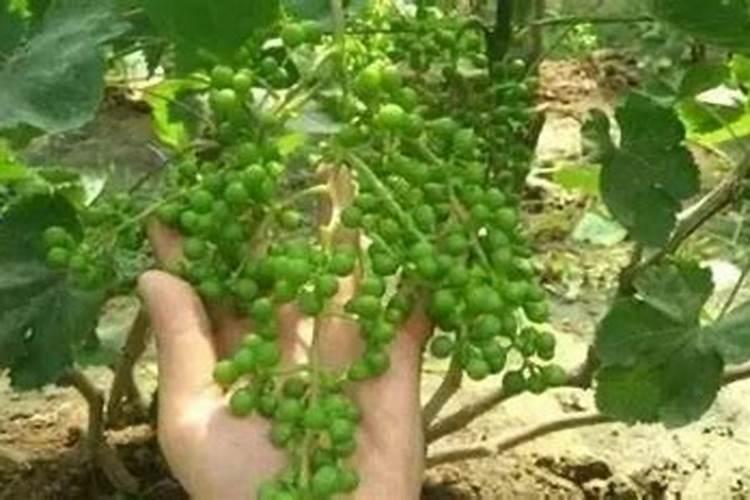 如何正确浇水和施肥才能让葡萄产量更高