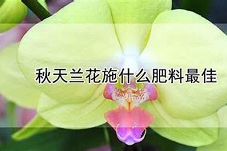 兰花秋季可以施三元复合肥吗？花苞接触到肥料有问题吗？