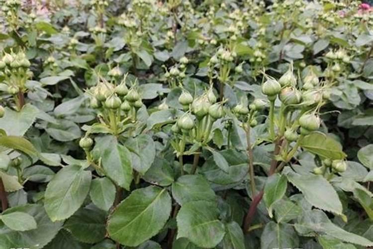 黍子顶叶包的紧展不开,秀不出穗子,请问是什么原因？怎么办？